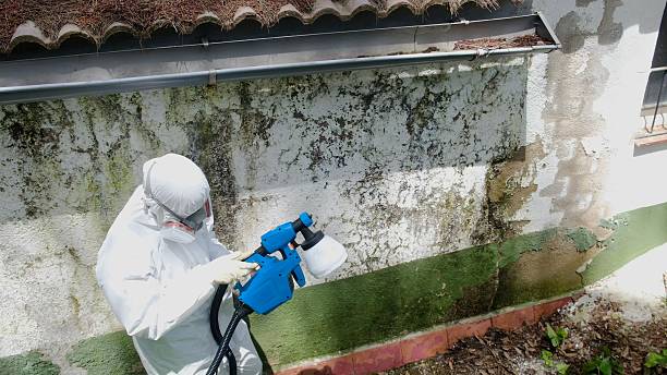 Trusted Mold Removal service in Union City, TN - Cheap Mold Removal